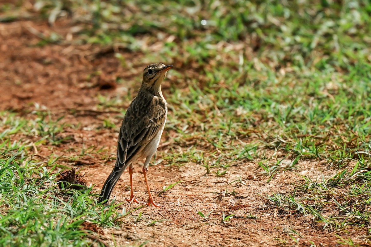 Paddyfield Pipit - ML646294732