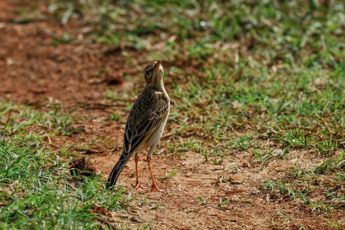Paddyfield Pipit - ML646294733