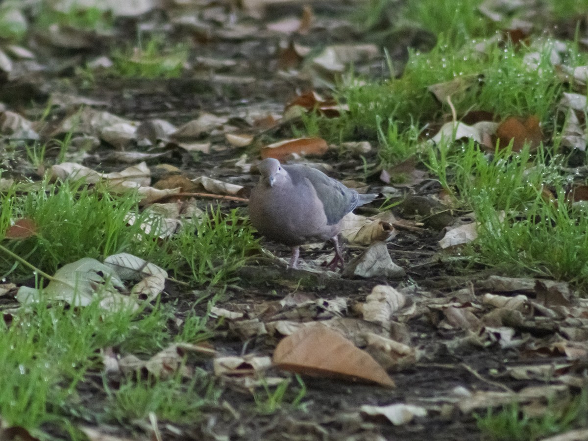 Eared Dove - ML646294735