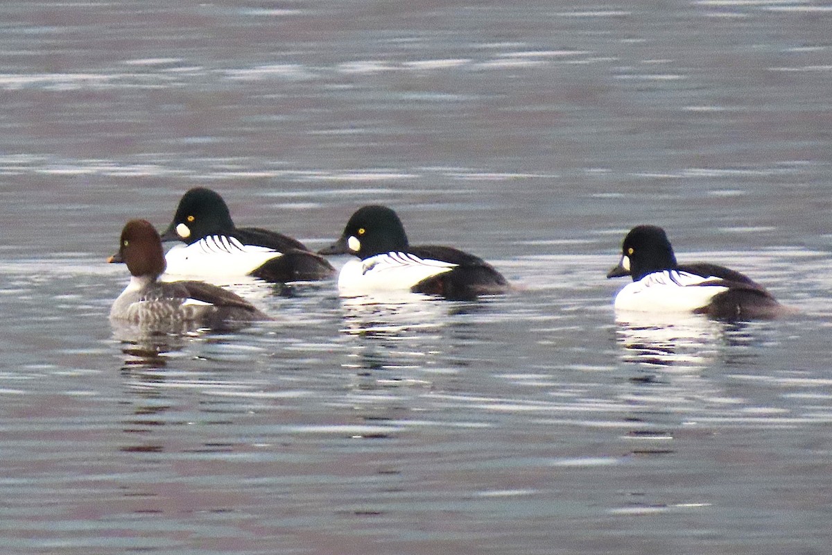 Common Goldeneye - ML646294736