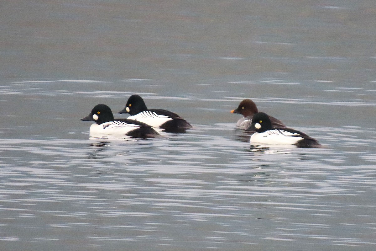 Common Goldeneye - ML646294737