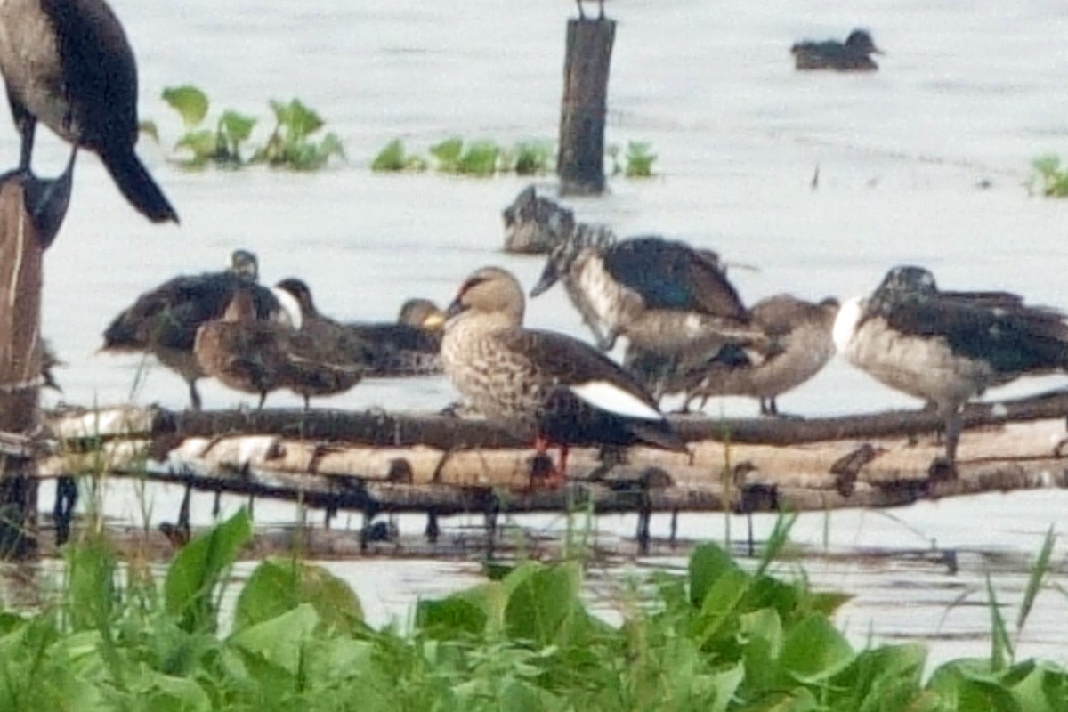 Indian Spot-billed Duck - ML646294738