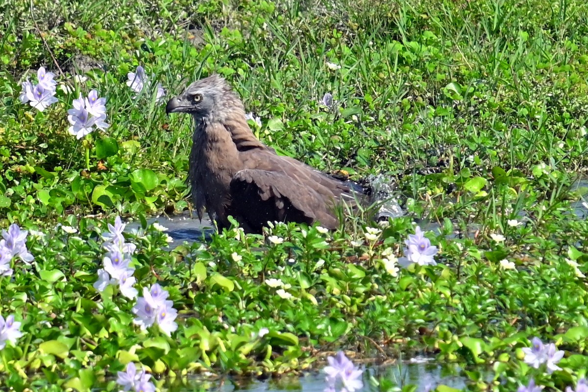 Gray-headed Fish-Eagle - ML646294739