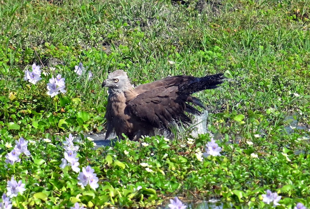 Gray-headed Fish-Eagle - ML646294740
