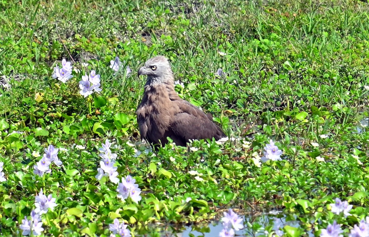 Gray-headed Fish-Eagle - ML646294741