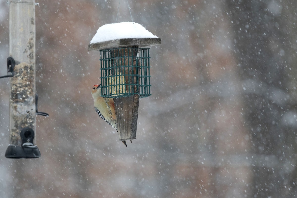 Red-bellied Woodpecker - ML646294742