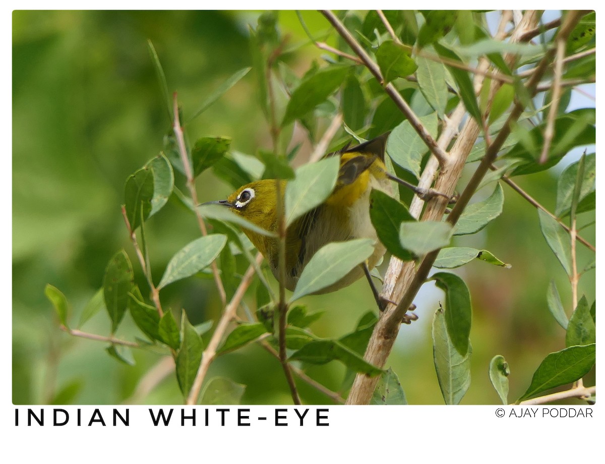 Indian White-eye - ML646294743