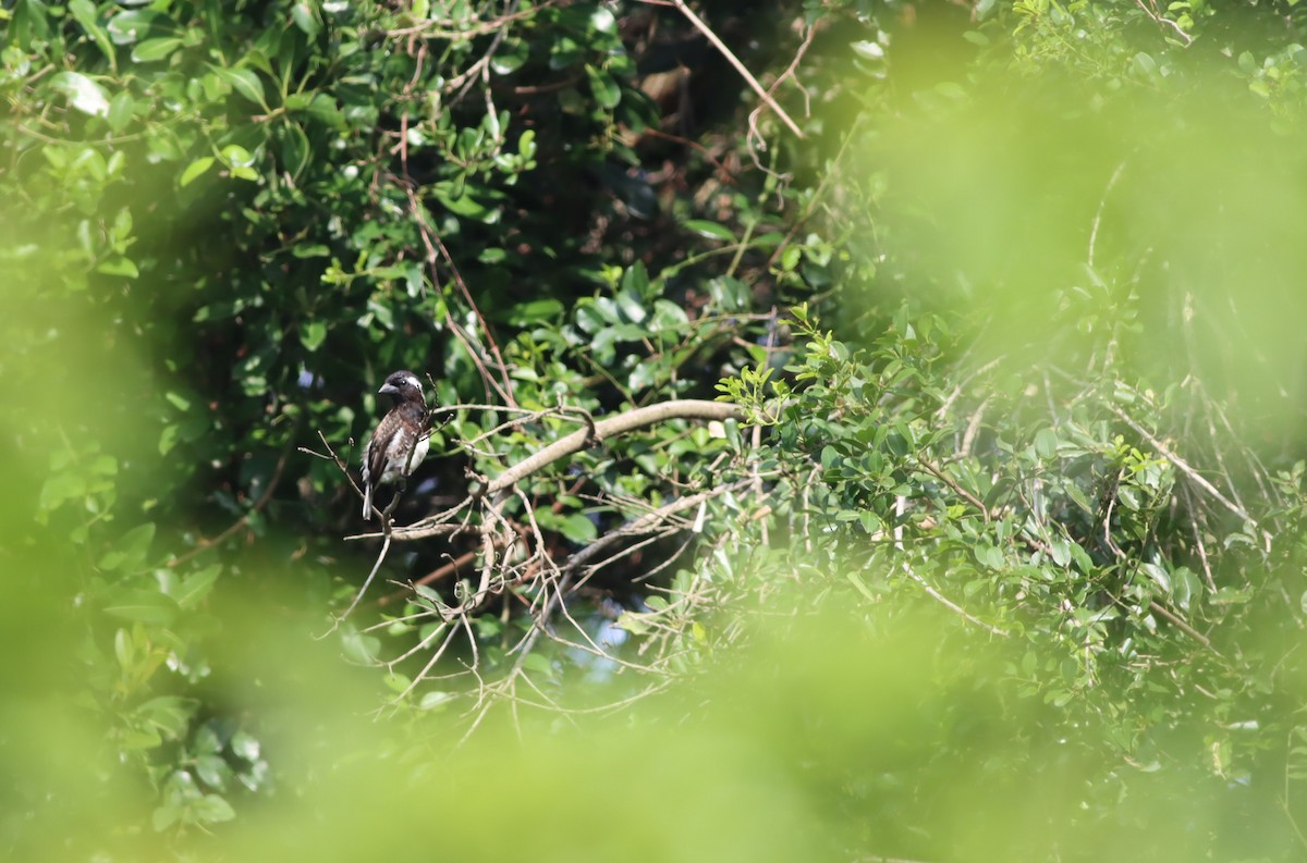 White-eared Barbet - ML646294746