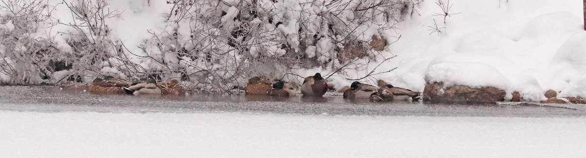 Mallard - ML646294749