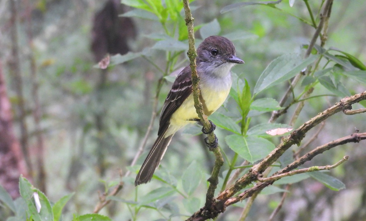 Pale-edged Flycatcher - ML646294750