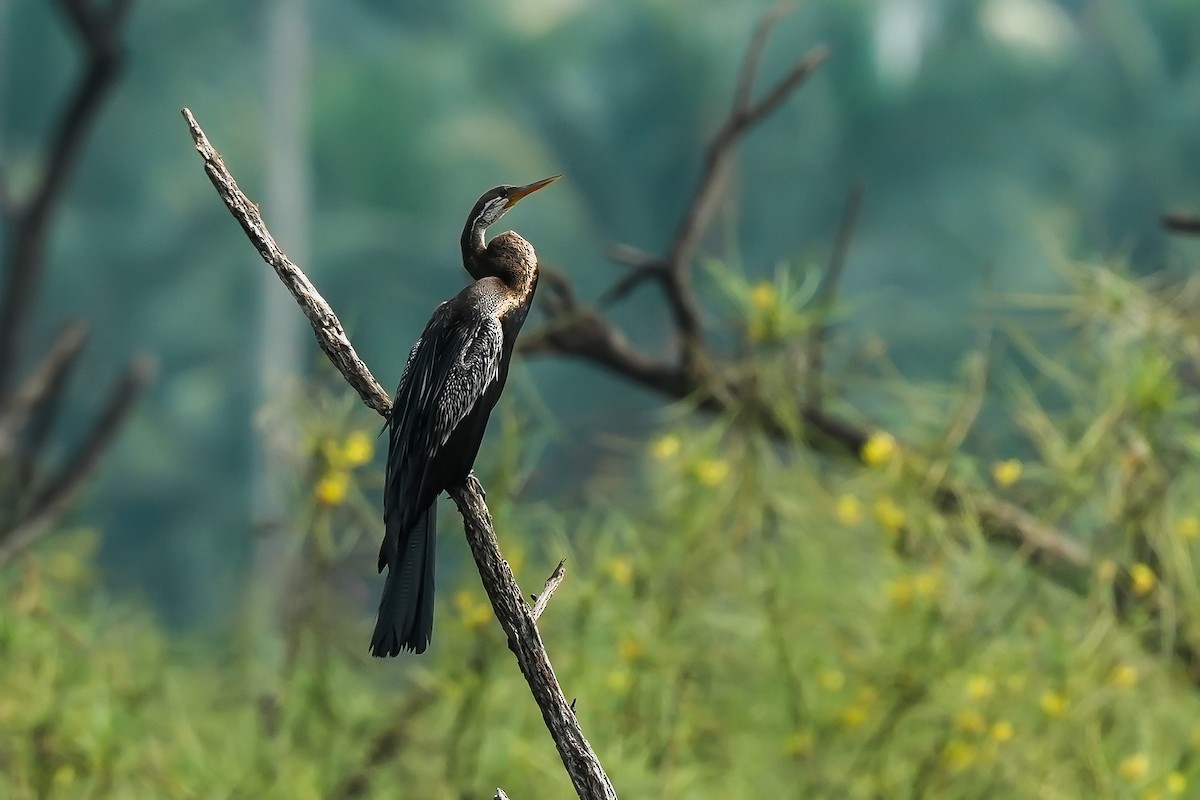 Oriental Darter - ML646294751