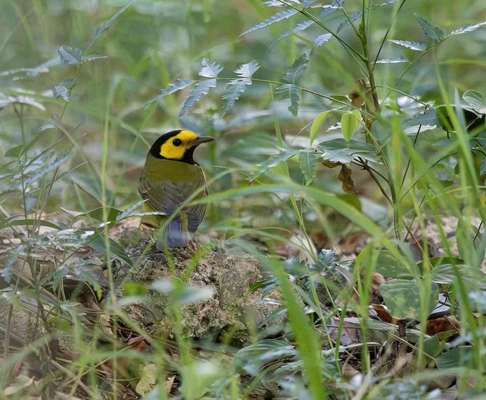 Hooded Warbler - ML646294753