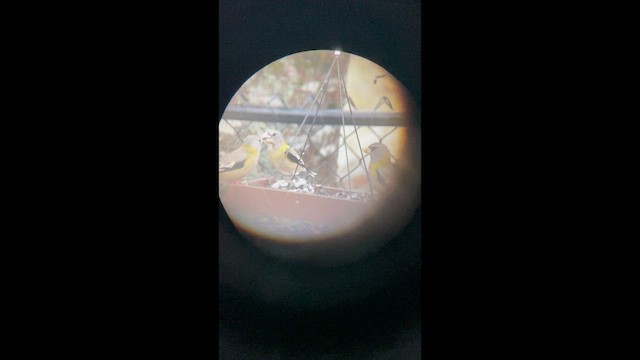 Evening Grosbeak - ML646294754