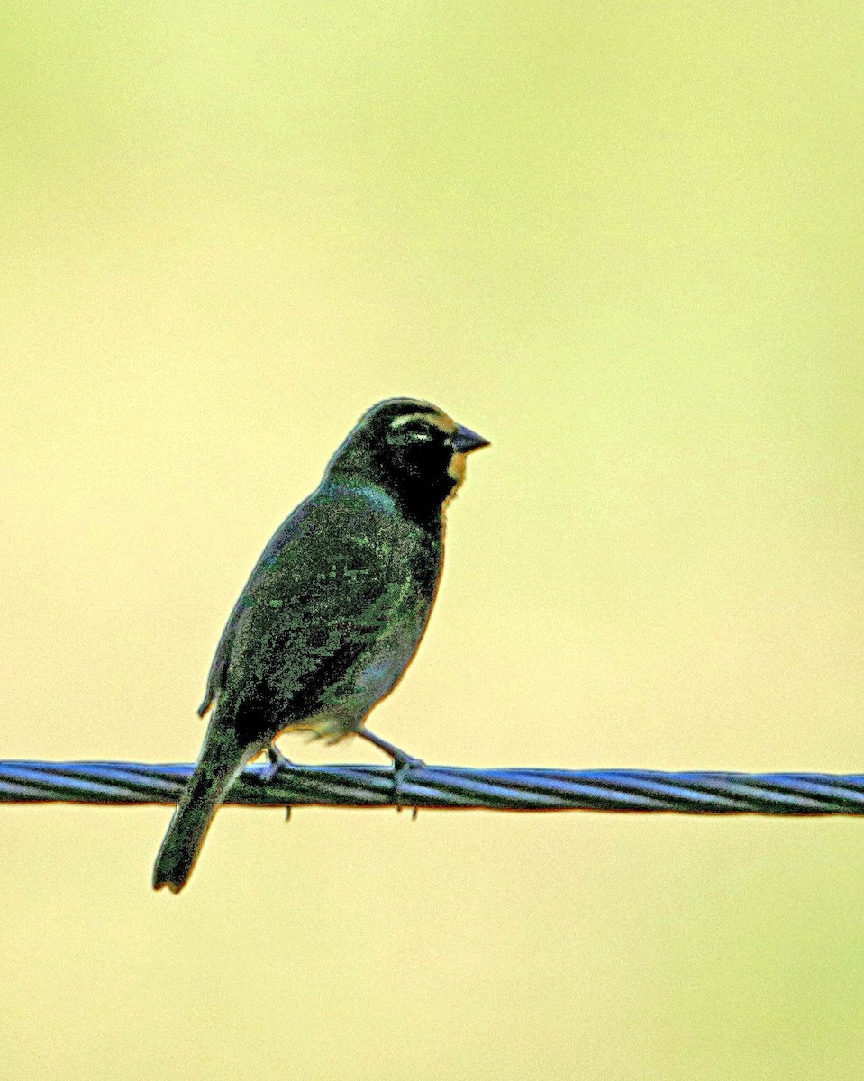 Yellow-faced Grassquit - ML646294756