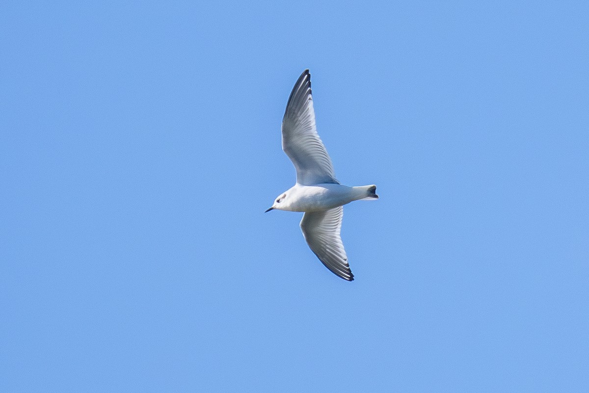 Little Gull - ML646294761