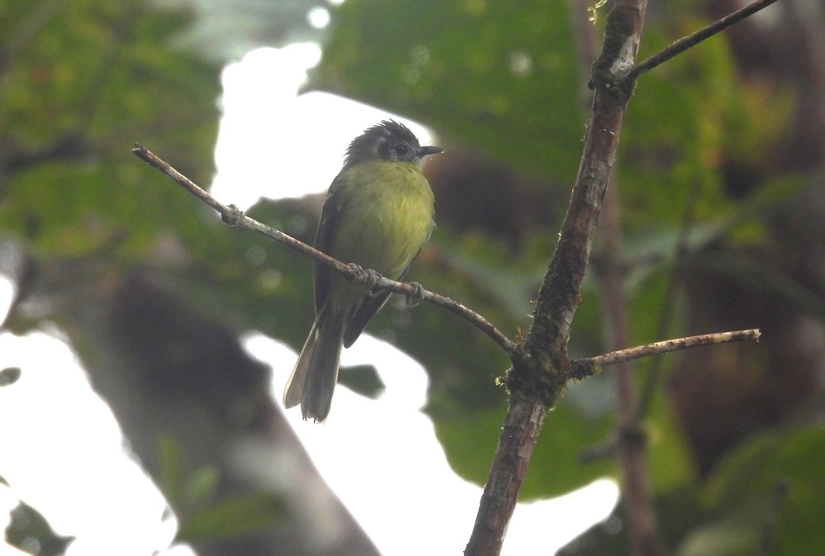 Marble-faced Bristle-Tyrant - ML646294767