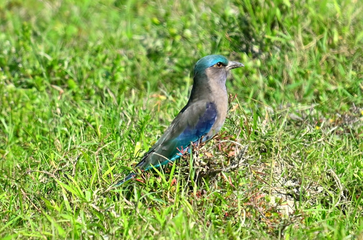 Indochinese Roller - ML646294802