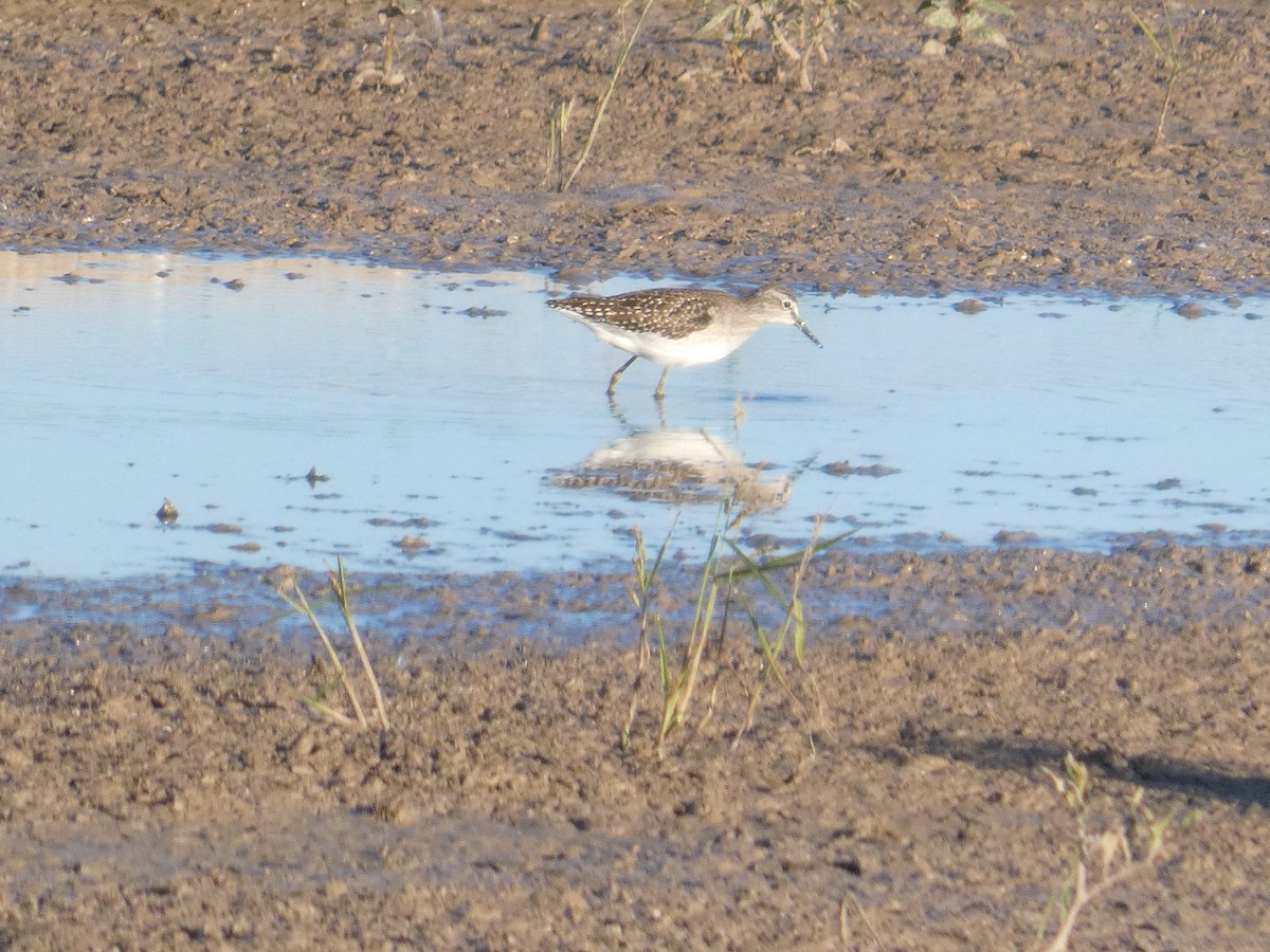 vodouš bahenní - ML646294813