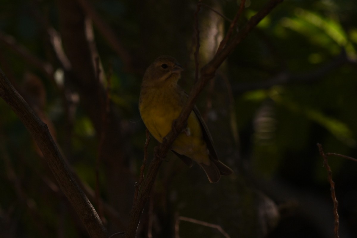 Kurzschnabel-Gilbtangare - ML646294816