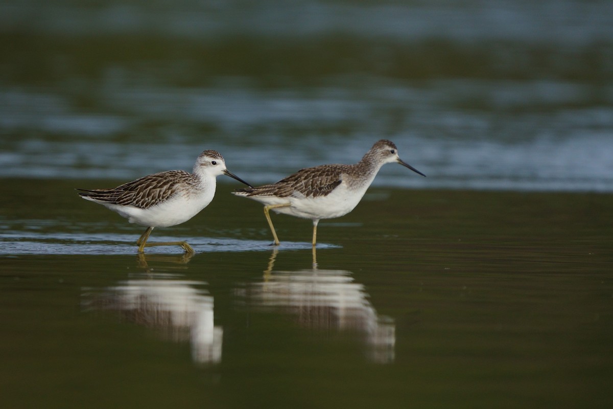 damsnipe - ML646294817