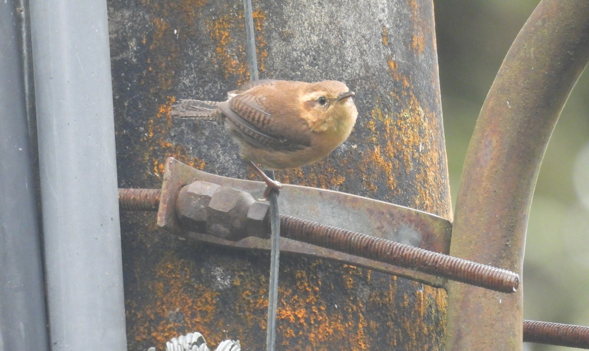 Mountain Wren - ML646294818