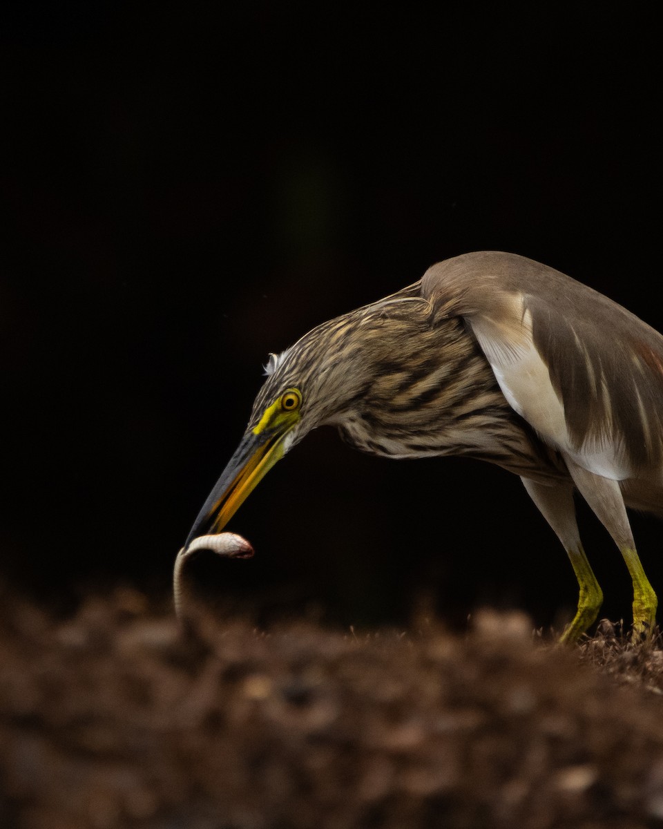 Indian Pond-Heron - ML646294819