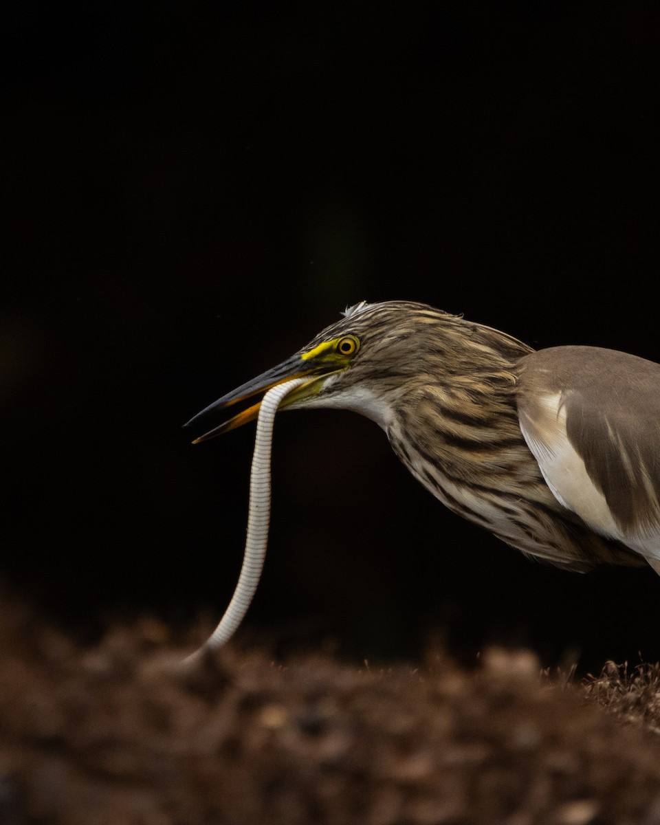 Indian Pond-Heron - ML646294820