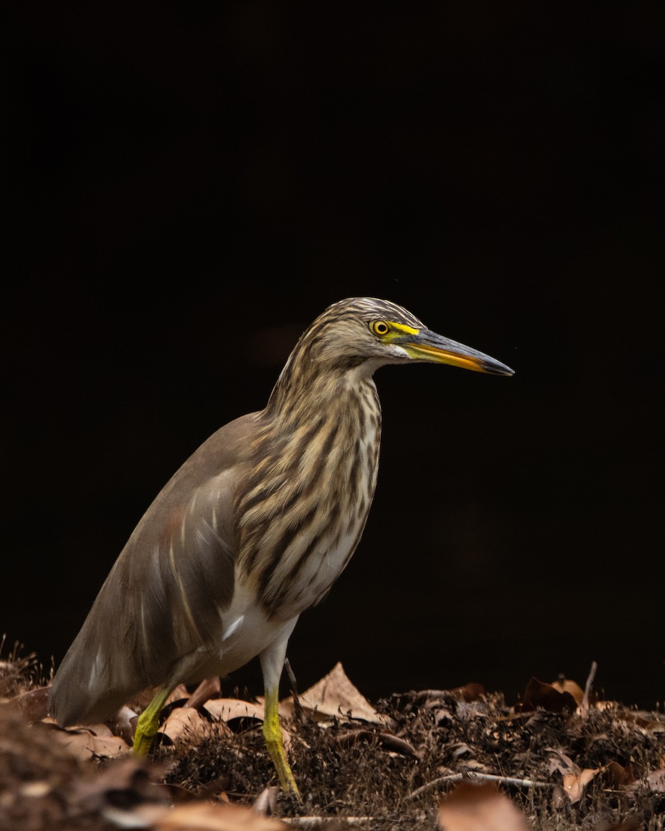 Indian Pond-Heron - ML646294821