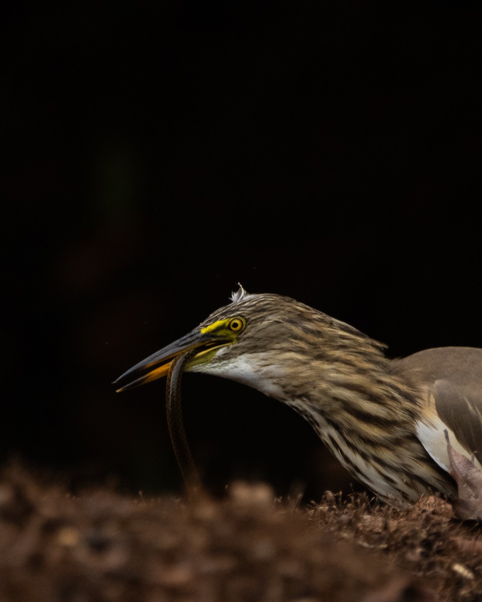 Indian Pond-Heron - ML646294822
