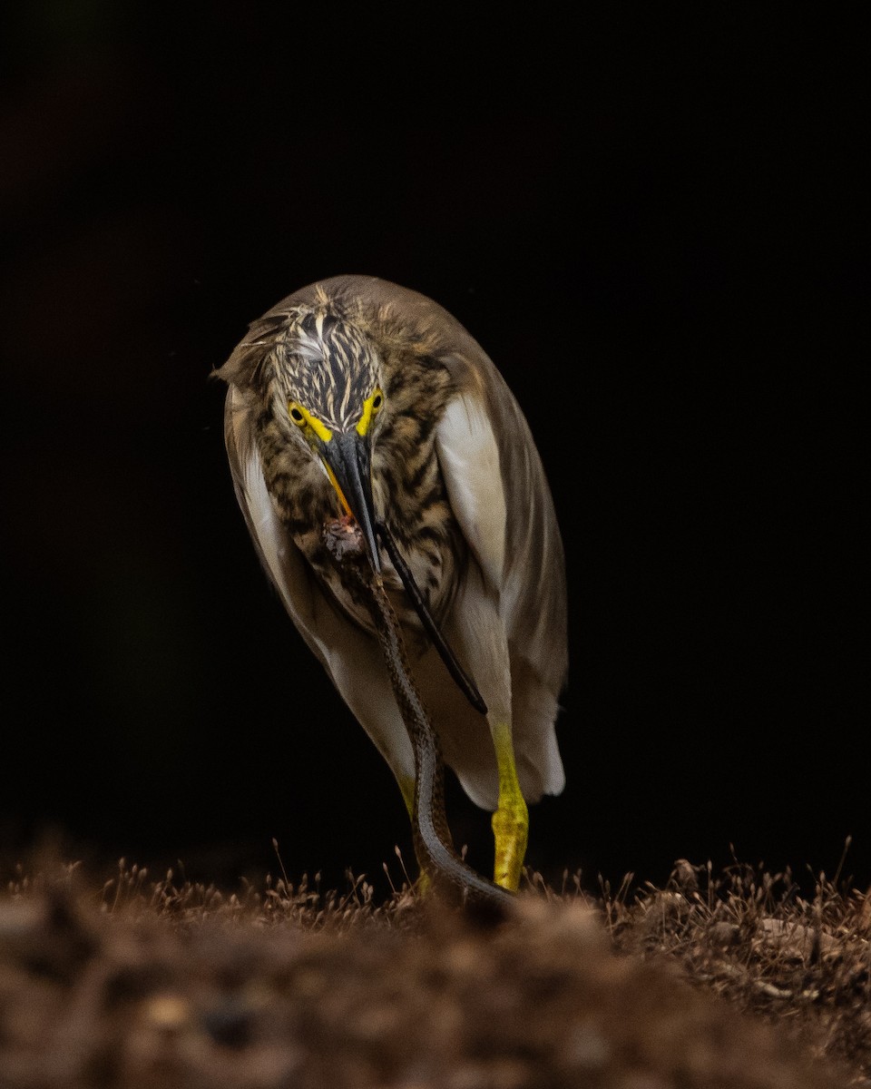 Indian Pond-Heron - ML646294823