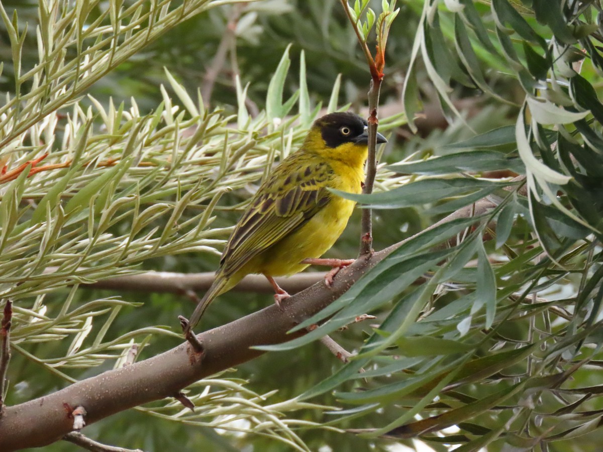 Tejedor Baglafecht - ML646294832