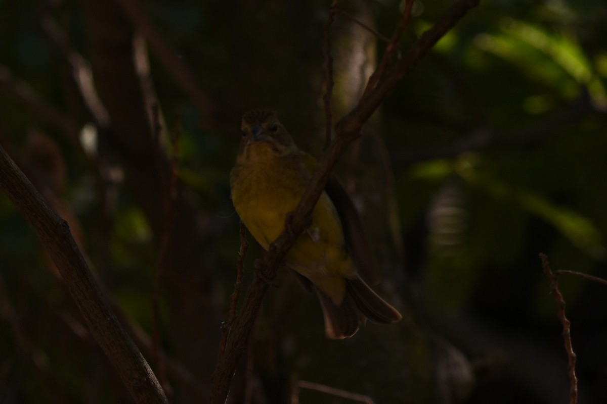 Kurzschnabel-Gilbtangare - ML646294834