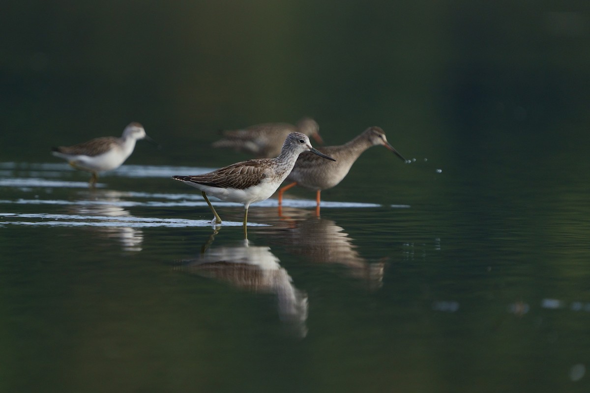 gluttsnipe - ML646294843