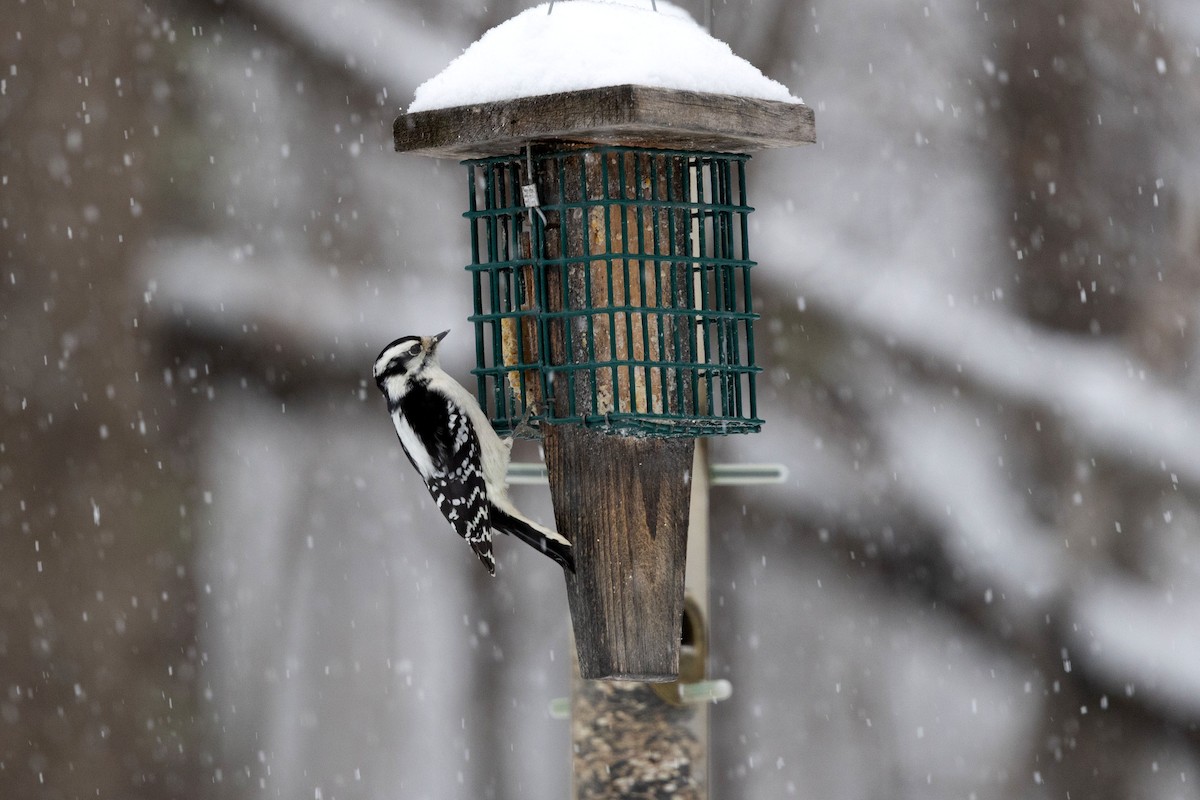 Yumuşak Tüylü Ağaçkakan - ML646294849