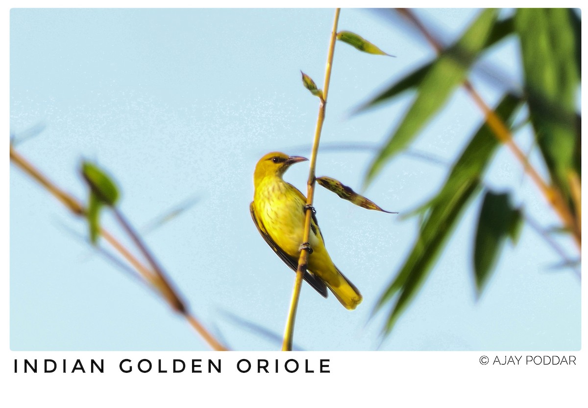 Indian Golden Oriole - ML646294852