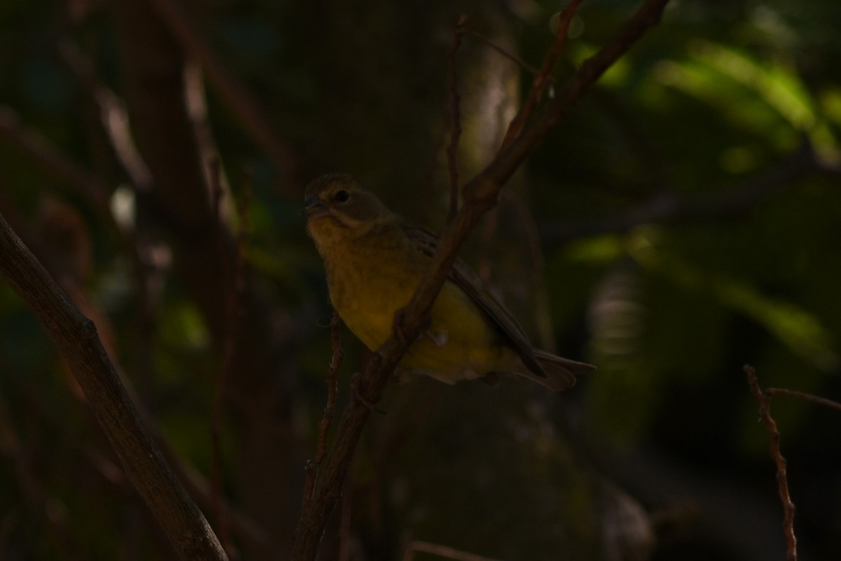 Kurzschnabel-Gilbtangare - ML646294853