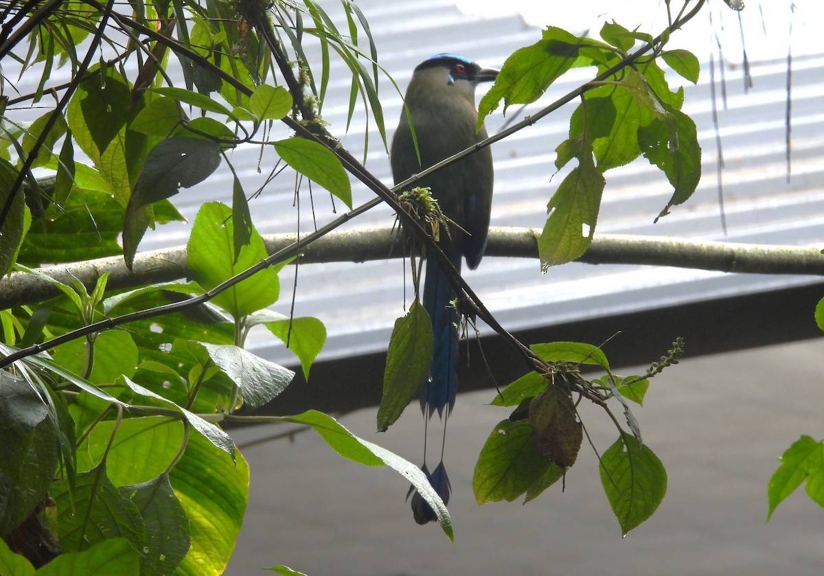 Andean Motmot - ML646294855