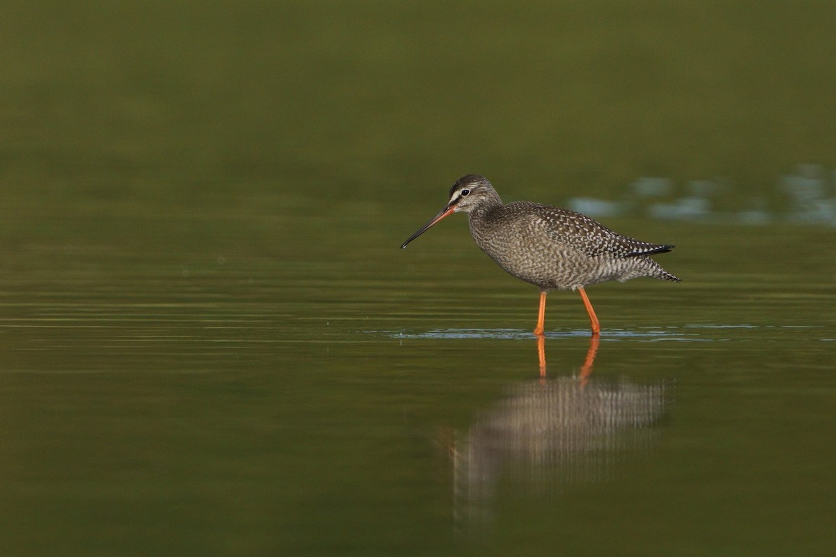 sotsnipe - ML646294856