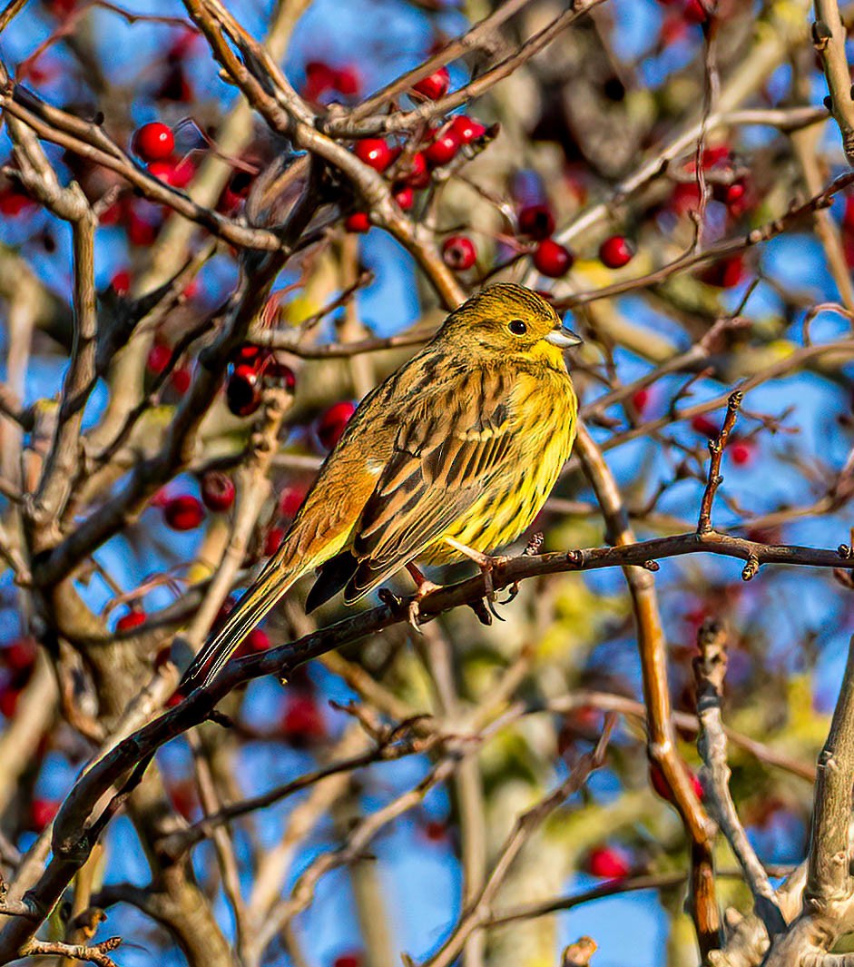 Yellowhammer - ML646294857