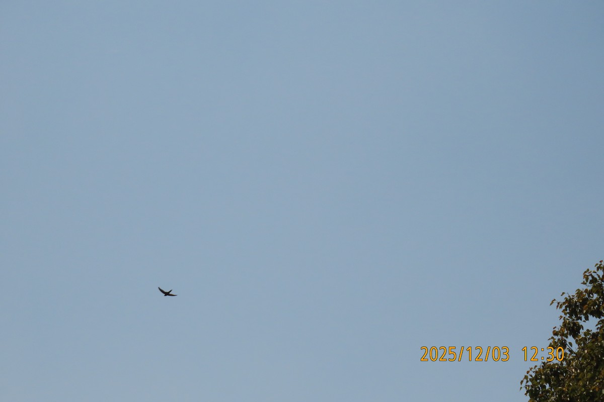 Asian Palm Swift - ML646294859