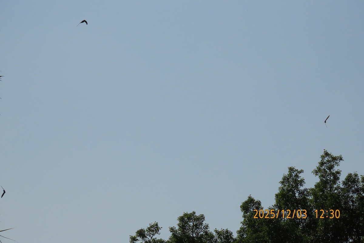 Asian Palm Swift - ML646294860