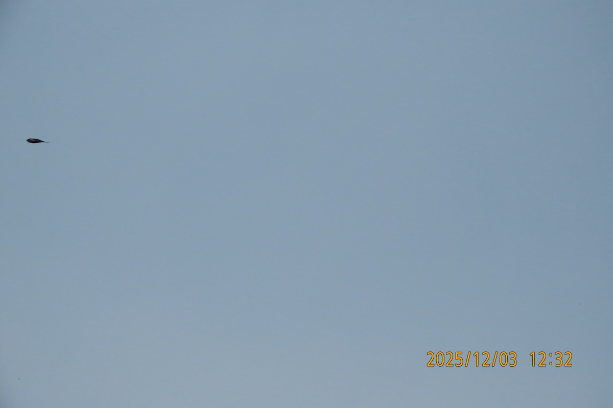 Asian Palm Swift - ML646294863