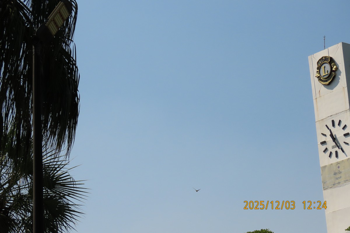 Asian Palm Swift - ML646294866