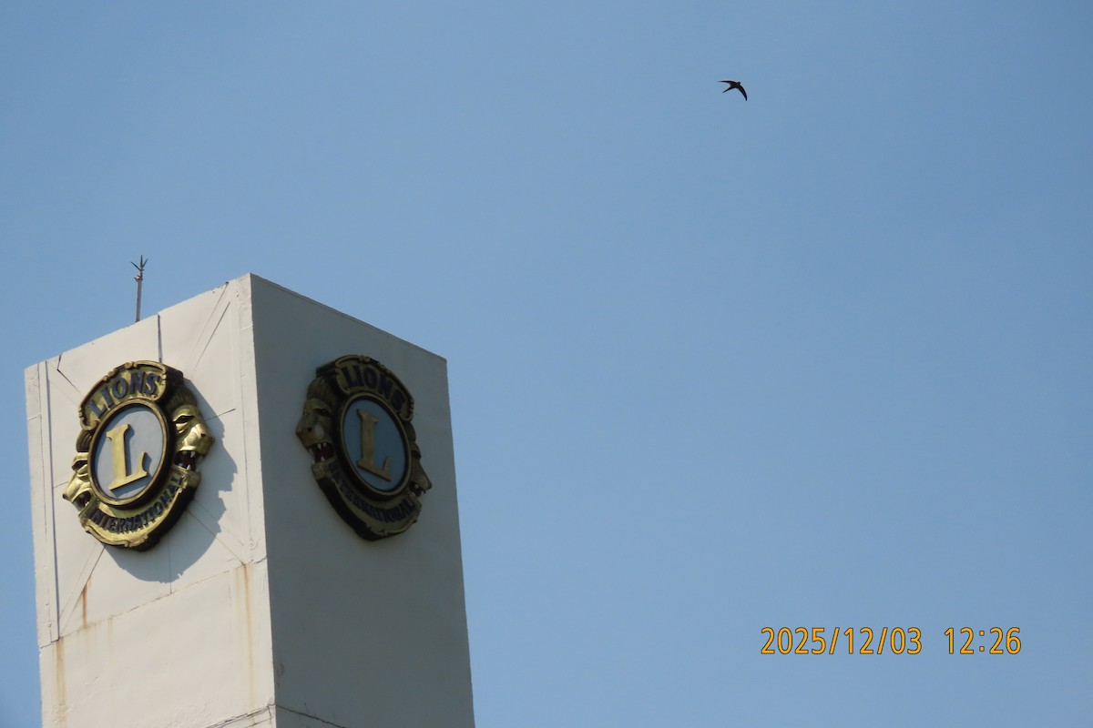 Asian Palm Swift - ML646294867