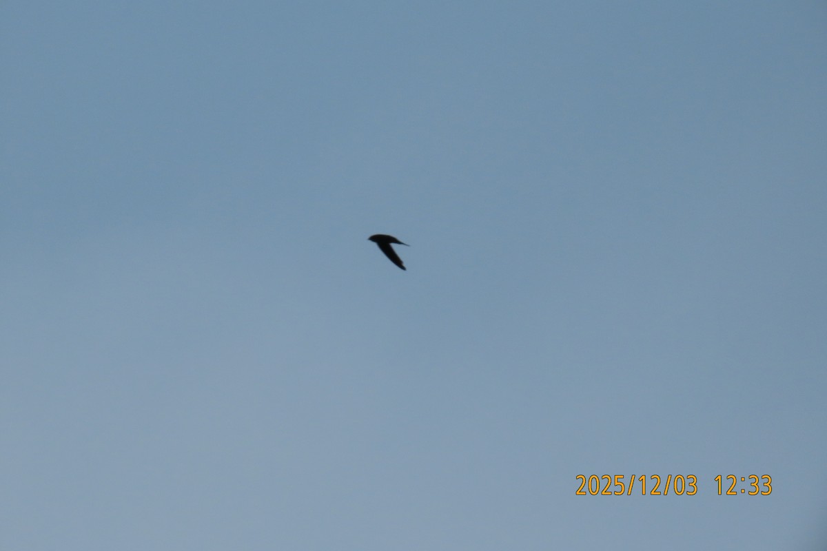 Asian Palm Swift - ML646294868