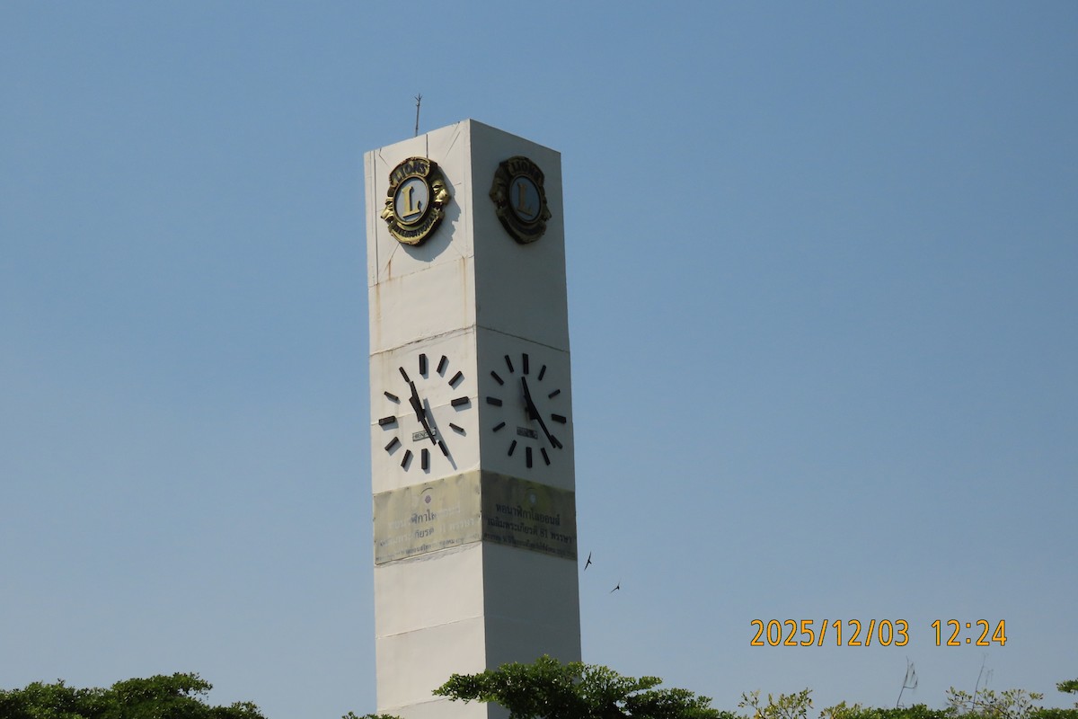 Asian Palm Swift - ML646294870