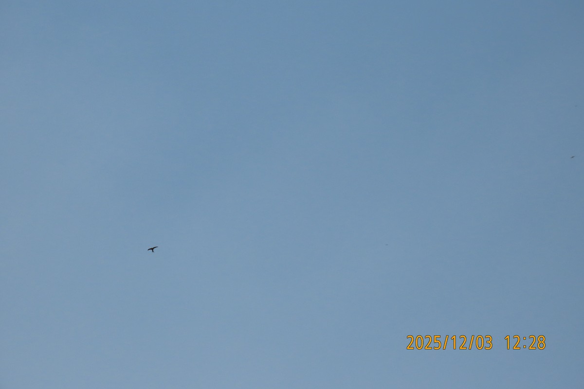 Asian Palm Swift - ML646294871