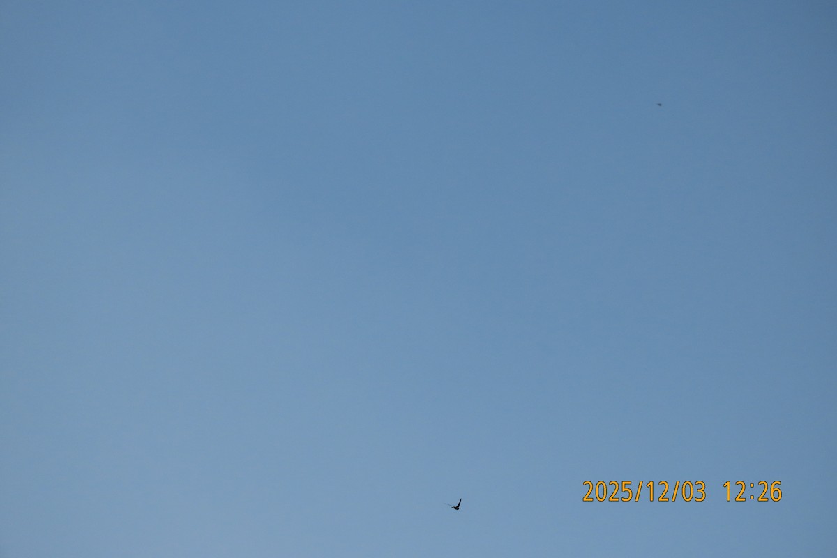 Asian Palm Swift - ML646294872