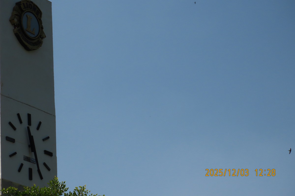 Asian Palm Swift - ML646294873