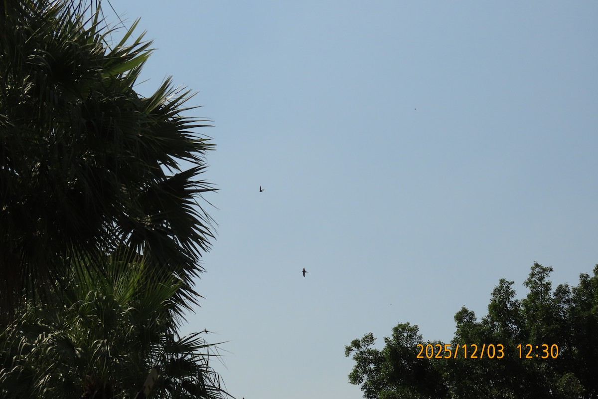 Asian Palm Swift - ML646294874